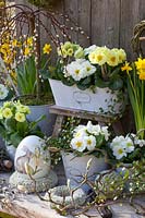 Primevères blanches et jaunes dans une boîte et des pots de balcon, Primula, Sailx caprea Pendula 