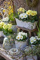 Primevères blanches et jaunes dans une boîte et des pots de balcon, Primula, Salix caprea Pendula 