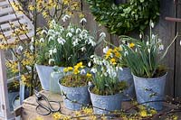 Pots avec perce-neige et aconites d'hiver, Galanthus nivalis, Eranthis hyemalis, Hamamelis intermedia Arnold Promise 
