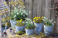 Pots avec perce-neige et aconites d'hiver, Galanthus nivalis, Eranthis hyemalis, Hamamelis intermedia Arnold Promise 