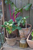 Jeunes plants de blettes et de fraises, Beta vulgaris Bright Lights, Fragaria Ostara 
