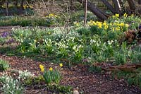 Lit avec coupe de mars et jonquilles, Leucojum vernum, Narcissus cyclamineus February Gold 
