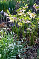 Lit avec roses printanières et perce-neige, Helleborus orientalis, Galanthus 