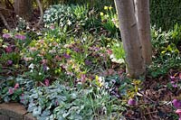 Lit avec roses printanières et perce-neige, Helleborus orientalis, Galanthus 