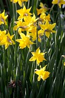 Portrait de jonquilles à floraison précoce, Narcissus cyclamineus February Gold 