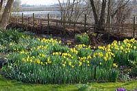 Jonquilles à floraison précoce, Narcissus cyclamineus February Gold 