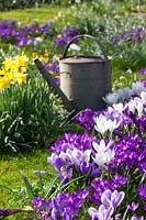 Sillife aux crocus et jonquilles, Crocus Ruby Giant, Crocus vernus Pickwick, Crocus vernus Jeanne d'Arc, Narcissus cyclamineus February Gold 