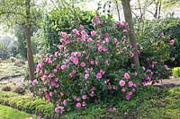 Camélias dans le jardin, Camellia japonica 
