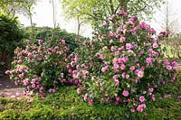 Camélias dans le jardin, Camellia japonica 