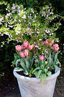 Buisson de fleurs de mai et tulipes en pots, Deutzia, Tulipa Pretty Princess 