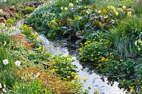 Ruisseau avec plantes de banque, Caltha palustris, Anemone nemorosa, Bergenia 