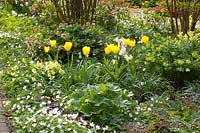 Bordure printanière avec Tulipa Yellow Purissima, Helleborus orientalis, Primula veris, Anemone nemorosa 