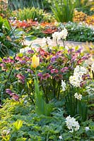 Lit au printemps avec des roses et des jonquilles printanières, Helleborus orientalis, Narcissus 