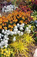 Lit au printemps, comprenant Erysimum Rysi Copper, Iberis, Carex, Primula Belarina Buttercup Yellow 