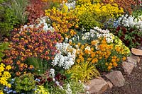 Lit au printemps avec Erysimum Mango Dwarf, Erysimum Winter Party, Primula Belarina Valentine, Iberis, Leucanthemum, Euphorbia Efantia 