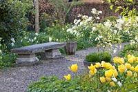 Banc dans le jardin de printemps, Tulipa Yellow Purissima, Exochorda racemosa 