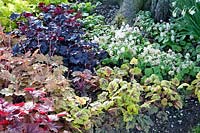 Couvre-sol, Tiarella wherryi, Heuchera Stoplight 