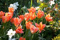 Tulipa Abricot Empereur 