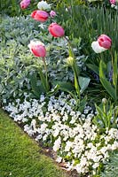 Plate-bande de plantes bulbeuses, Tulipa Pink Impression, Tulipa White Emperor, Viola sororia Albiflora 