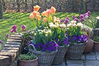 Plantes à bulbes en terrasse, Viola, Tulipa Cartouche, Tulipa Apricot Emperor 