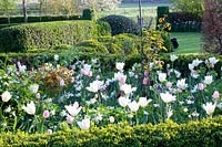 Lit avec Tulipa Purissima, Tulipa Havran, Tulipa Ganders Rhaphsody, Narcissus Thalia 