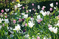 Lit avec Tulipa Purissima, Tulipa Havran, Tulipa Ganders Rhaphsody, Narcissus Thalia 