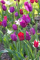 Narcisse Thalia, Tulipa Ruby Prince, Tulipa Pretty Woman, Tulipa Purple Prince, Tulipa Negrita, Tulipa Bourgogne 