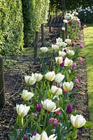 Tulipa Exotic Emperor, les plantes vivaces pousseront plus tard à travers le treillis derrière elle 