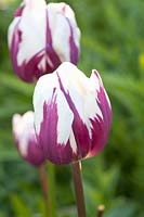 Les tulipes, les préférées de Tulipa Rem 
