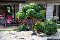 Grand genévrier bonsaï, Juniperus 