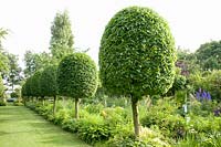 Jardin avec de hauts troncs de charme, Carpinus betulus 