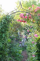 Arche de roses avec rosier grimpant, Rosa Rosarium Uetersen 