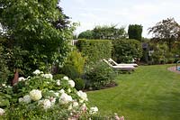 Allongé dans le jardin, hortensia, Hydrangea arborescens Annabelle 