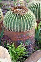 Portrait de cactus dans un vieux tonneau, Echinocactus grusonii 