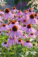 Échinacée pourpre, Echinacea purpurea 