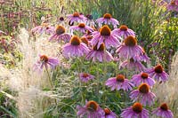 Échinacée pourpre et herbe à plumes, Echinacea purpurea, Nasella tenuissima 