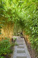 Bosquet de bambous, Phyllostachys 