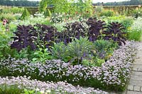 Jardin de chalet à la fin de l'été avec du chou frisé et de l'ail de montagne comme bordure, Brassica oleracea Redbor, Allium senescens 