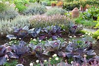 Jardin de chalet à la fin de l'été, Brassica oleracea Kalibos, Ocimum basilicum African Blue, Tagetes 