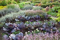 Jardin de chalet à la fin de l'été, Brassica oleracea Kalibos, Ocimum basilicum African Blue, Tagetes 