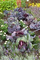 Jardin de chalet à la fin de l'été, Brassica oleracea Kalibos 