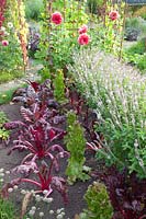 Jardin de chalet à la fin de l'été avec des blettes et du basilic, Beta vulgaris, Ocimum basilicum African White 