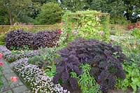 Jardin de chalet à la fin de l'été, Perilla frutescens, Allium senescens, Brassica oleracea Redbor 