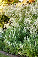 Lit de plantes vivaces à la fin de l'été avec Aster divaricatus, Salvia nemorosa Adrian 