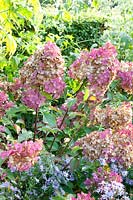 Couleur d'automne de l'hortensia paniculé, Hydrangea paniculata 