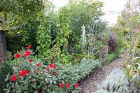 Potager en automne, Dahlia Garden Miracle, Phaseolus vulgaris 