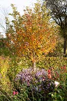 Cerisier de mars aux couleurs d'automne, Prunus incisa 