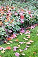 Feuilles d'automne de l'arbre de Judée sur les fleurs et la pelouse des fées, Epimedium 