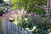 Jardin de devant avec herbe Pennisetum, plante araignée et dahlias, Pennisetum setaceum Rubrum, Cleome Senorita Rosalita, Dahlia Classic Swanlake 