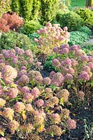 Jardin de bruyère en automne avec hortensias, hortensia 